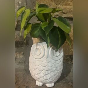White Ceramic Owl Planter